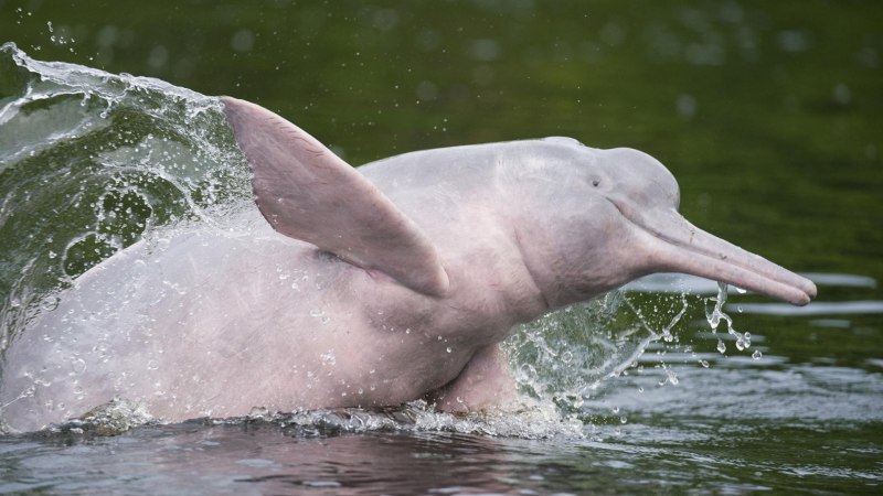 Гангский Речной Дельфин