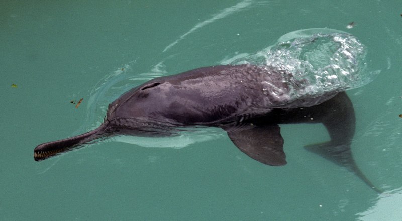 Гангский Речной Дельфин
