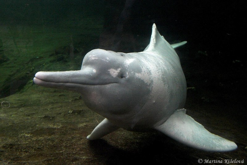 Речной китайский Дельфин бейджи