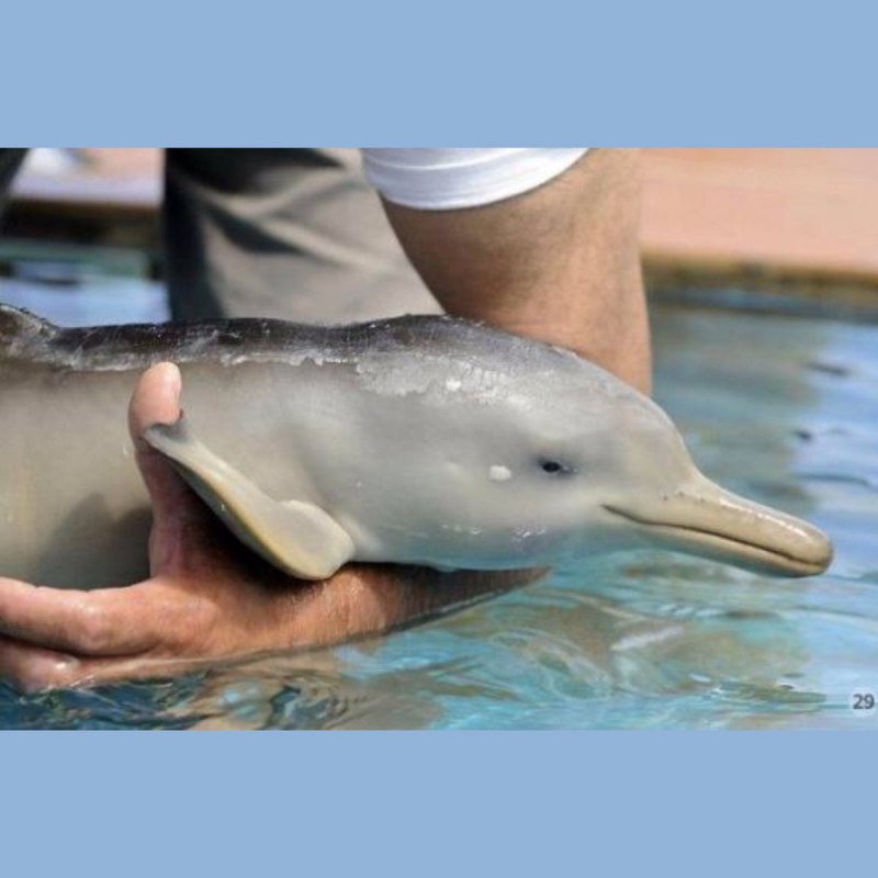 Дельфин Азовка морская свинья