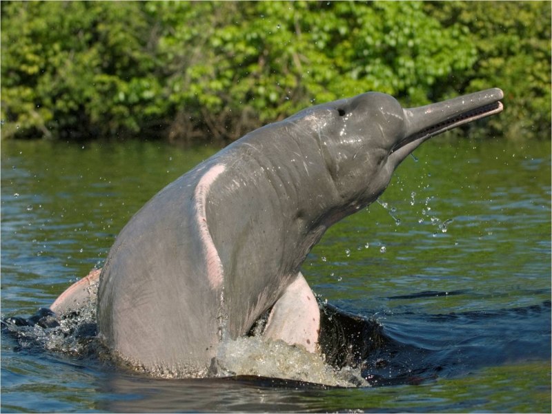 Гангский Речной Дельфин