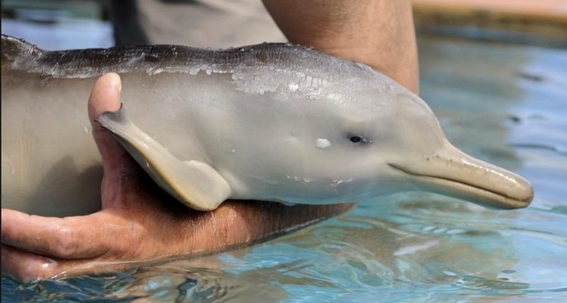 Речной Дельфин Янцзы