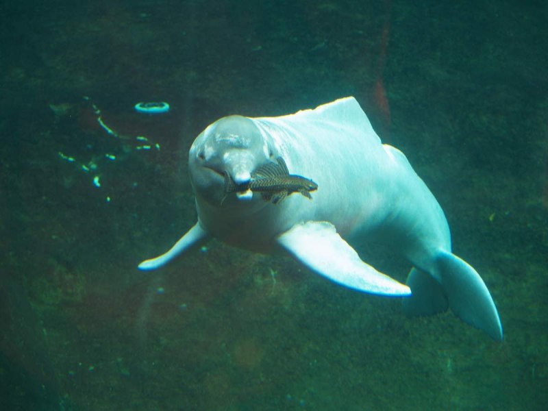 Гангский Дельфин Сусук