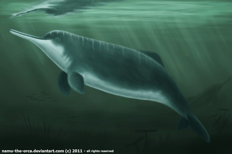 Речной китайский Дельфин Байджи