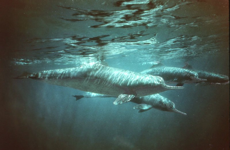 Китайский Дельфин Байджи