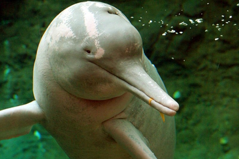 Речной Дельфин иния