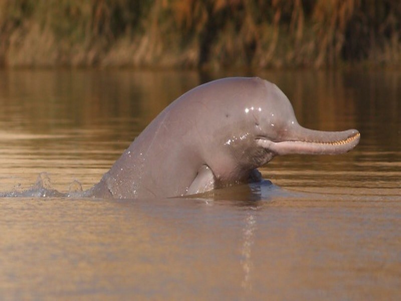 Гангский Речной Дельфин Сусук