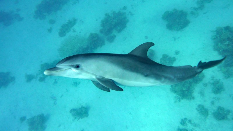 Китайский Дельфин (Sousa chinensis)