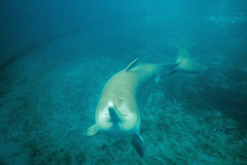 The Yangtze River Dolphin