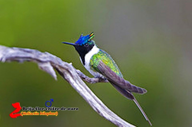 Рогатый Колибри фото