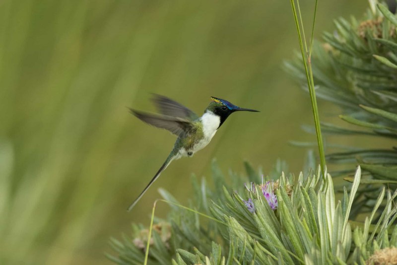 Рогатый Колибри птицы