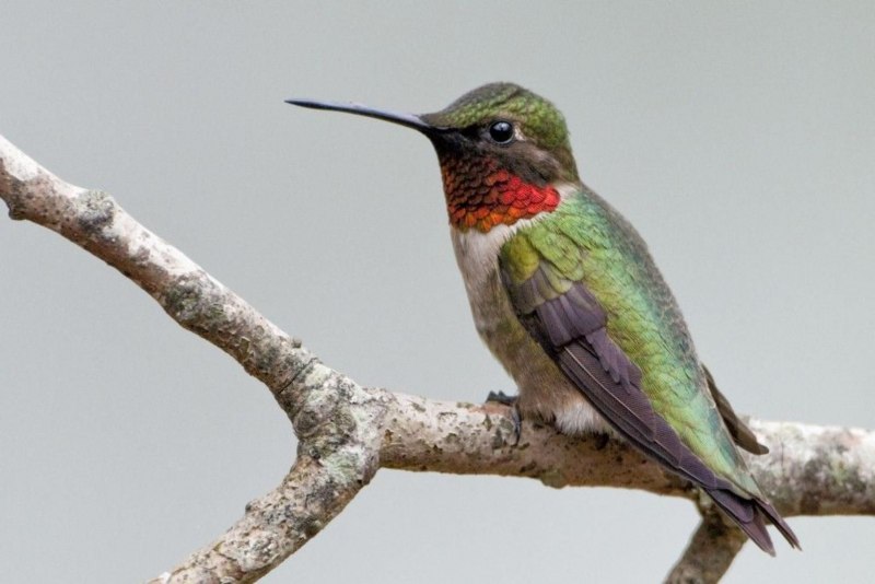 Ruby-throated Hummingbird птица