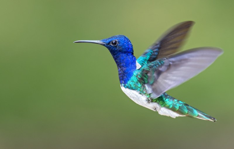 Интерференция Колибри