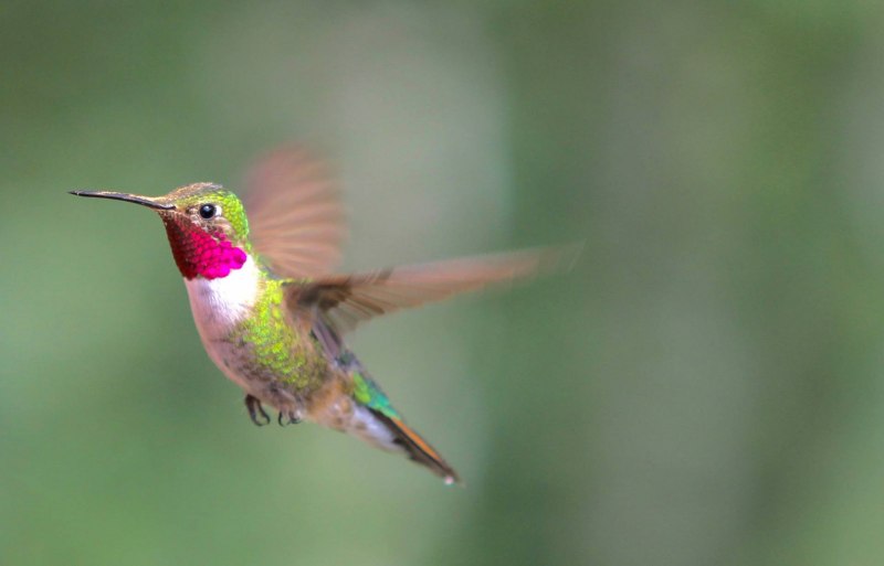 Hummingbird hovering