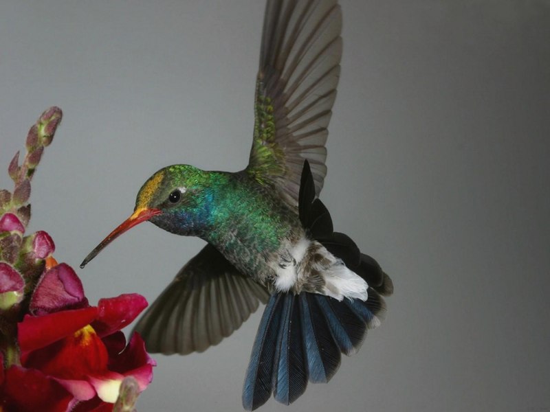 Сукараф Колибри