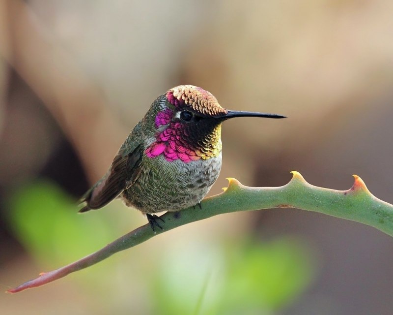 Крымская Колибри