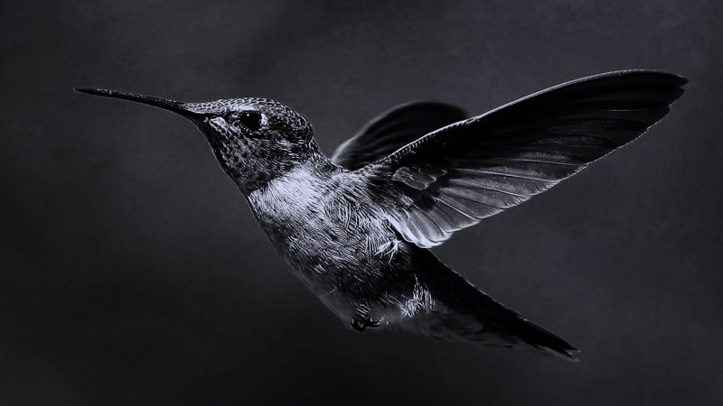 Черная Колибри