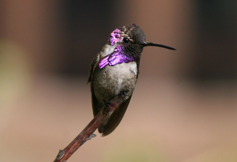 Калипта Анны птица