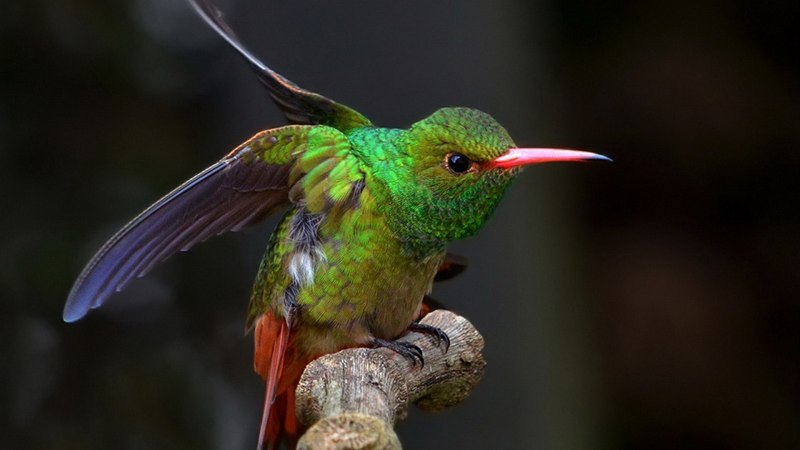 Чешуйчатогрудый Колибри