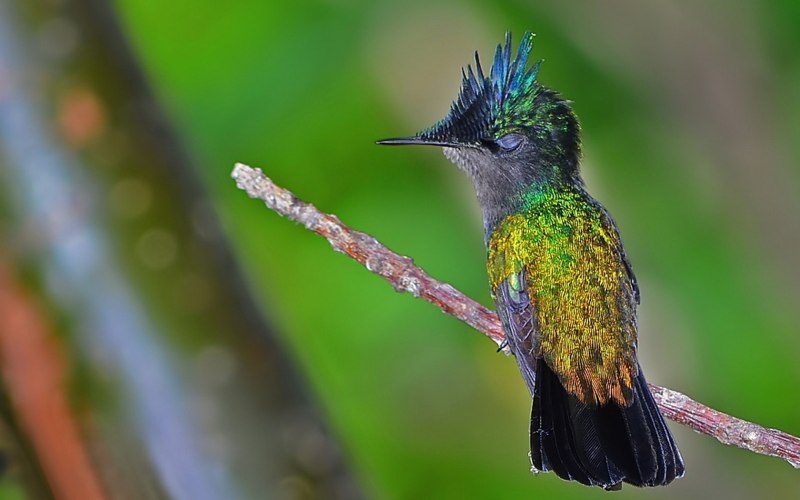 Пурпурный венценосный Колибри