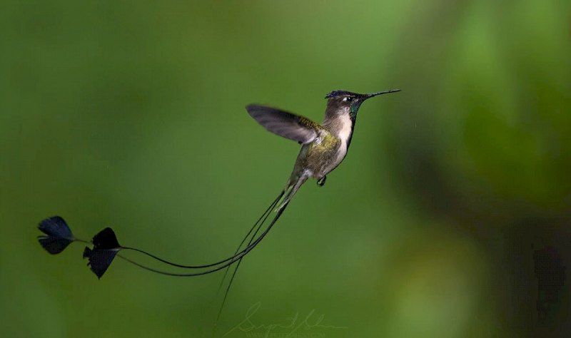 Лоддигезия ракетохвостый Колибри