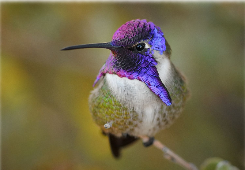 Калипта птица