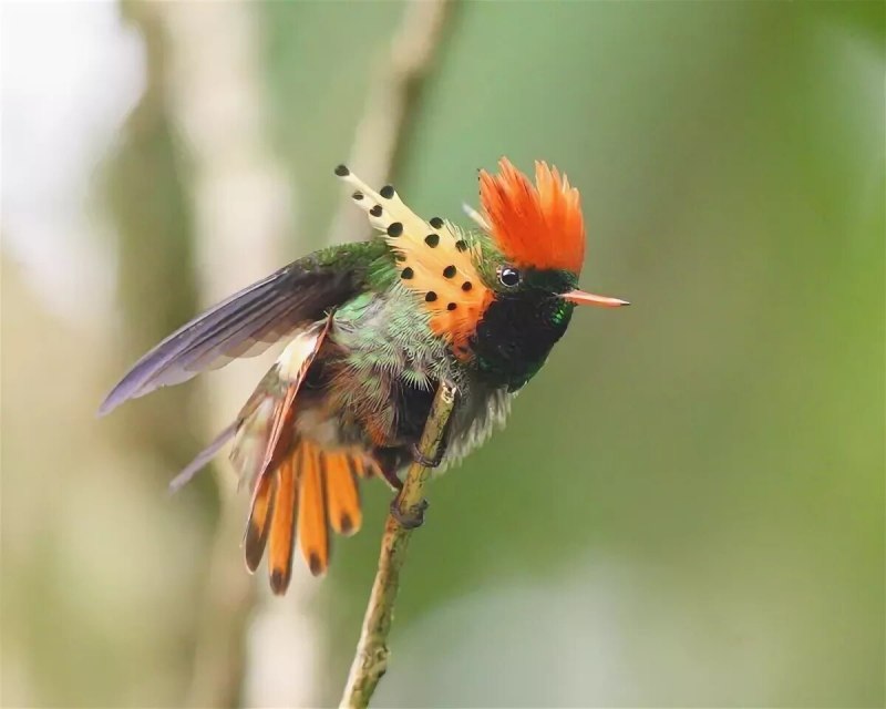 Колибри хохлатая кокетка