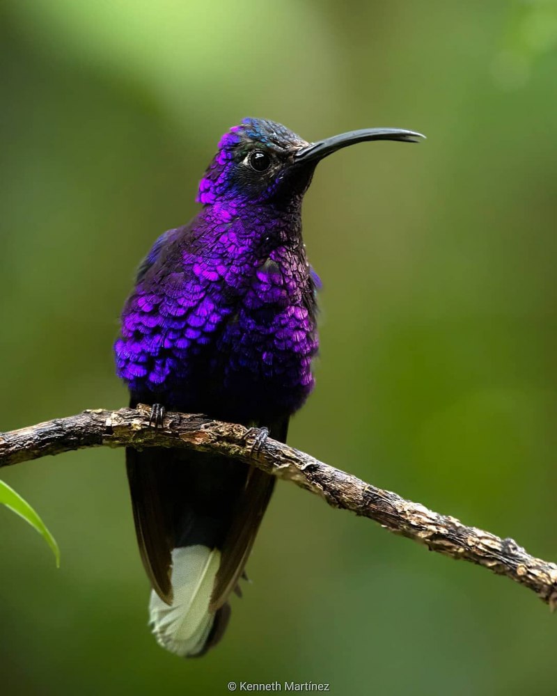 Африканская Колибри