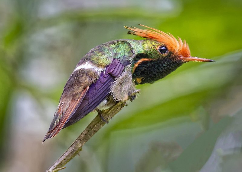 Rufous-Crested Coquette