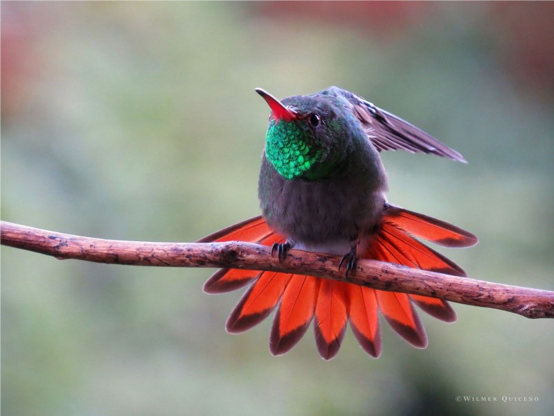 Колибри хохлатая кокетка
