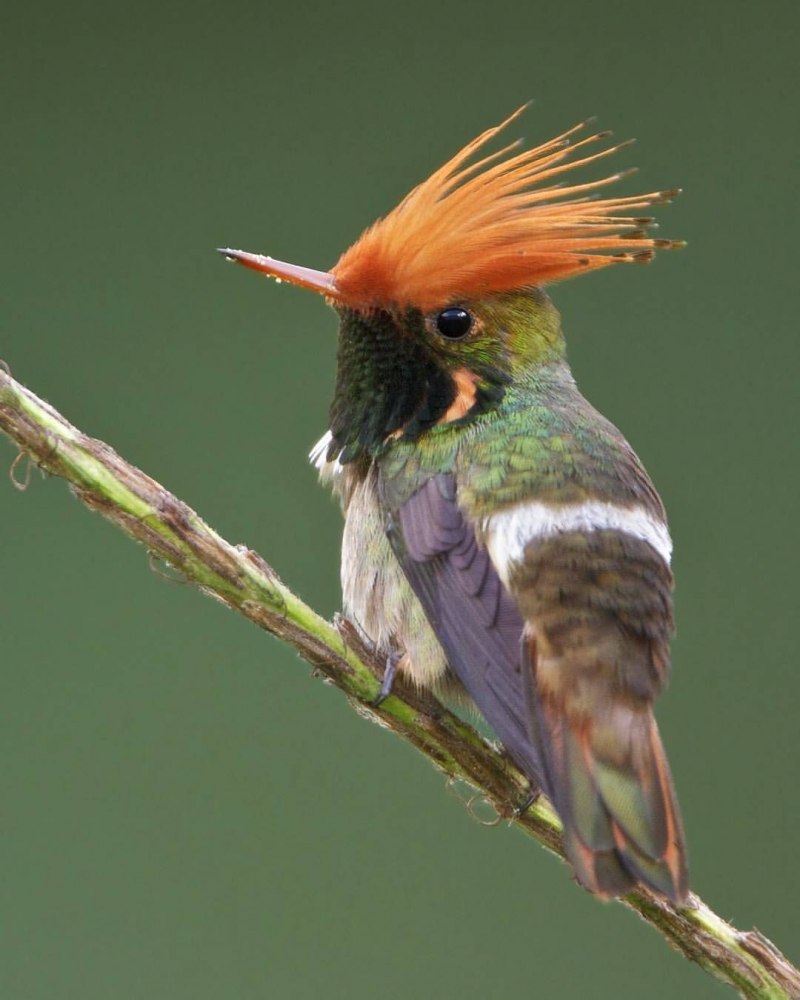 Красночубая Колибри - кокетка