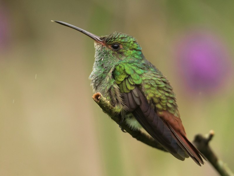 Исполинский Колибри