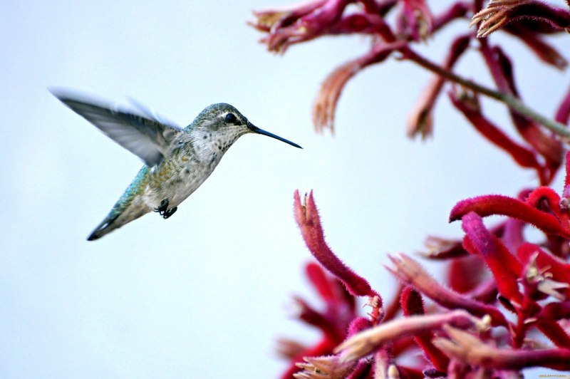 Колибри в Анапе