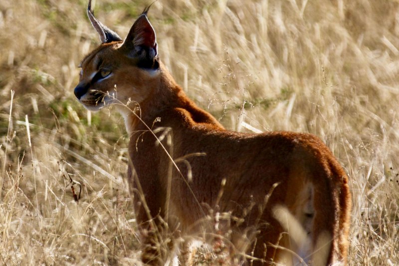Каракал, пустынная Рысь