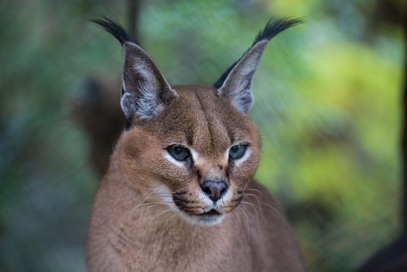 Каракал Адольф