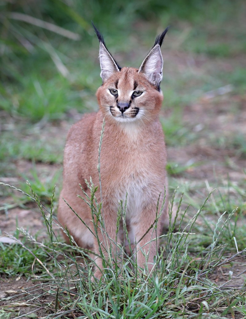 Стая каракалов