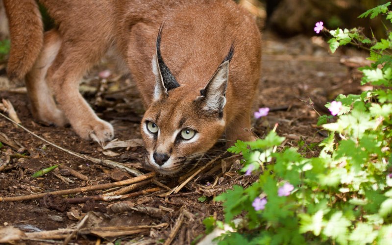 Каракал пустынная Рысь сервал