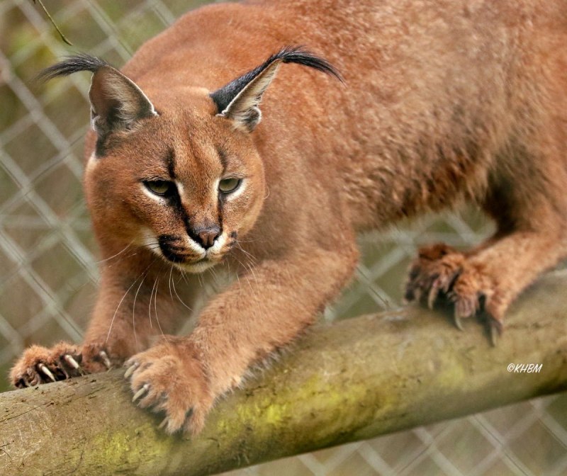 Каракал Шлепа