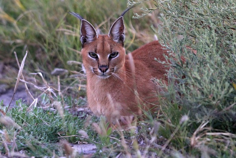 Дикая кошка каракал