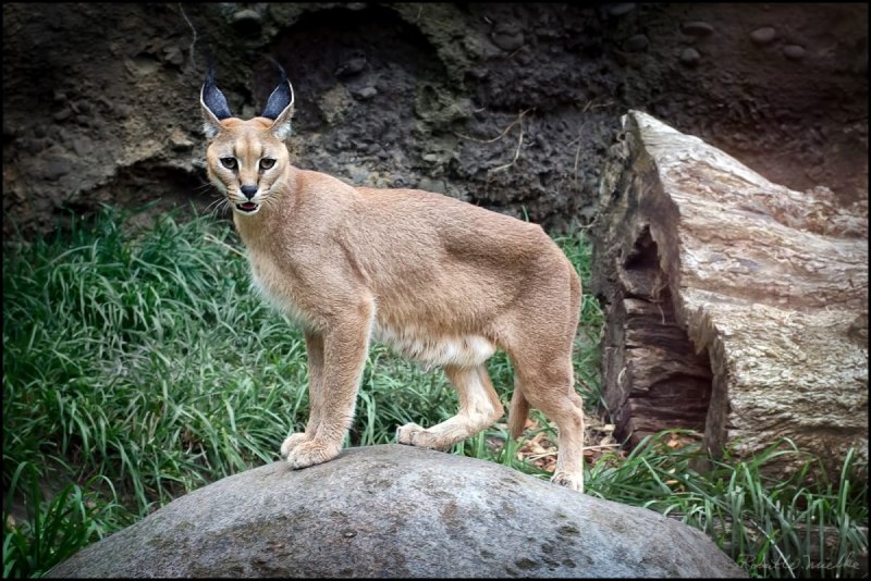 Каракал, пустынная Рысь