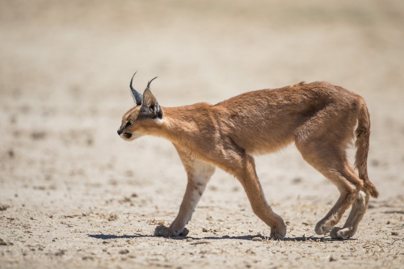 Каракал, пустынная Рысь