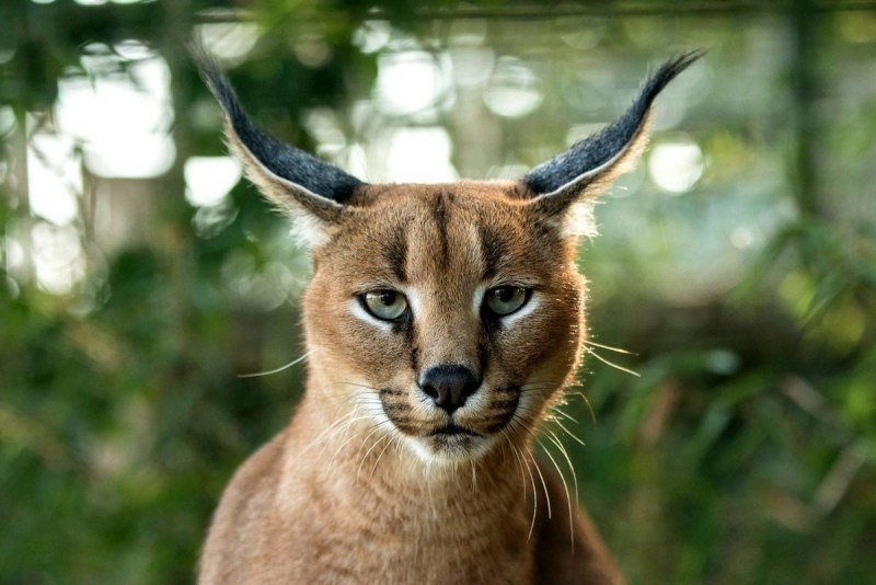 Степная Рысь каракал