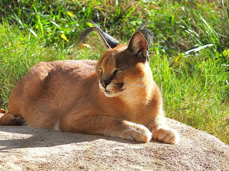 Каракал пустынная Рысь сервал