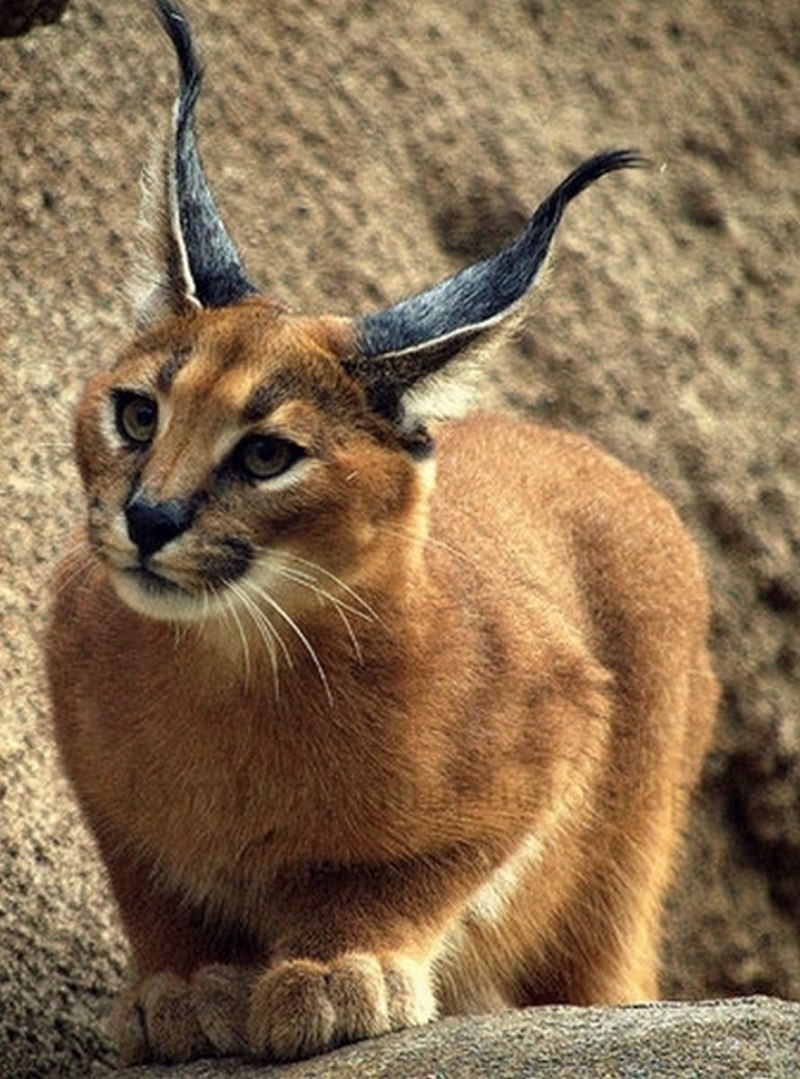 Африканский каракал