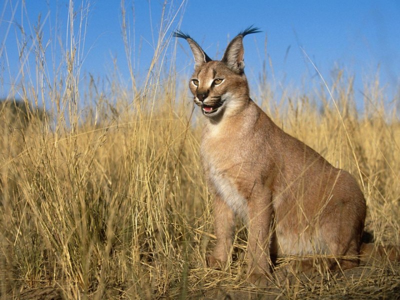Каракал, пустынная Рысь