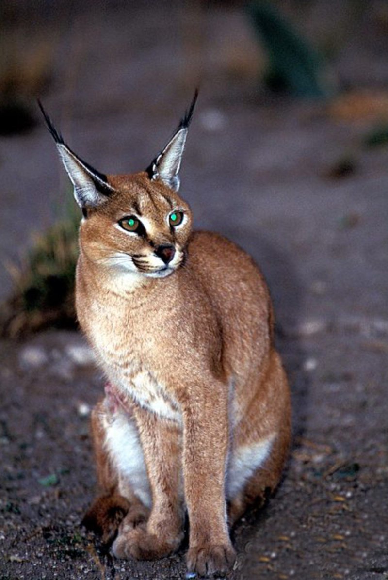 Порода каракал