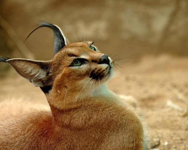 Каракал меланист