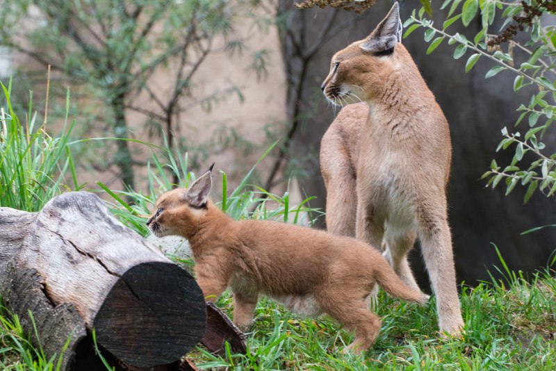 Каракал пантера