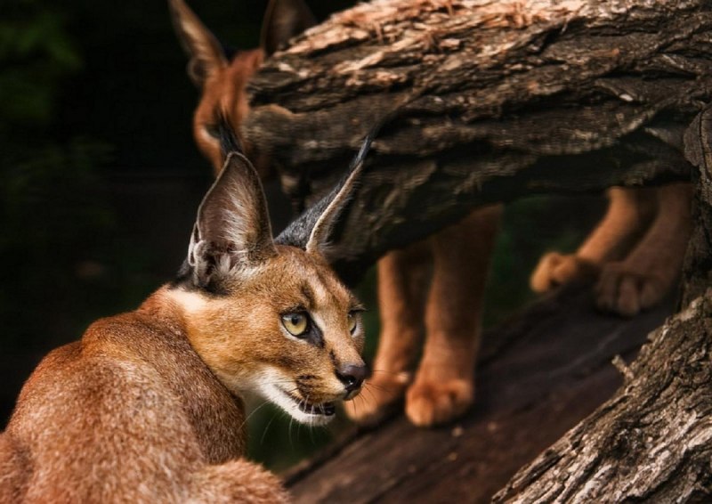 Каракал крутится вокруг своей ОС