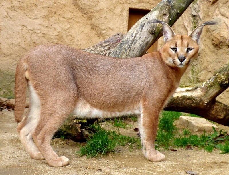 Каракал в прыжке